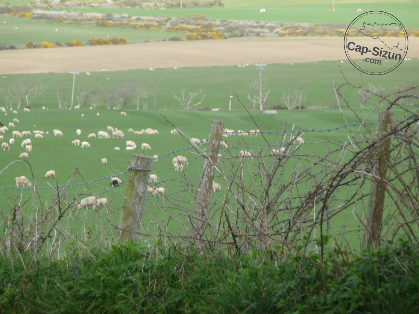 Pays de Galles Ses moutons / Bro Gembre he deñved