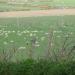 768-pays-de-galles-ses-moutons---bro-gembre-he-denved