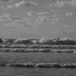 785-surfers-bis
