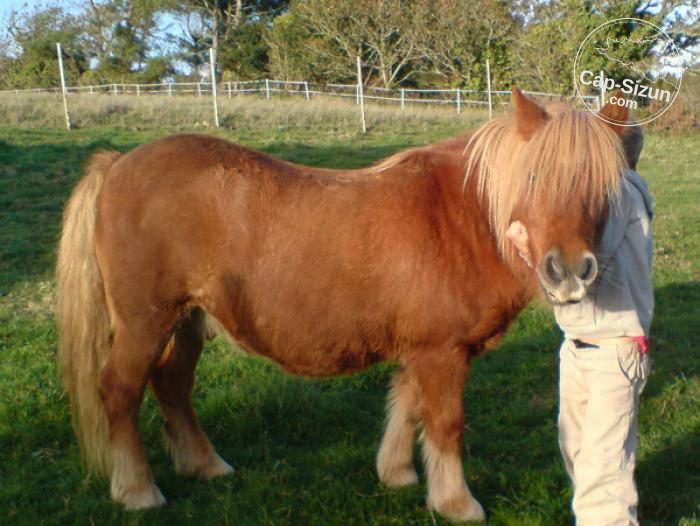 Elliot dans le pré