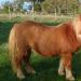861-elliot-dans-le-pre