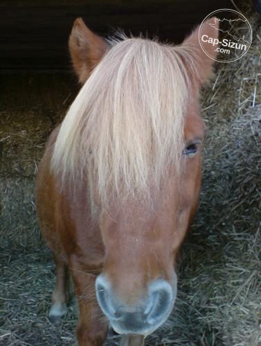 Les  beaux yeux d'Elliot