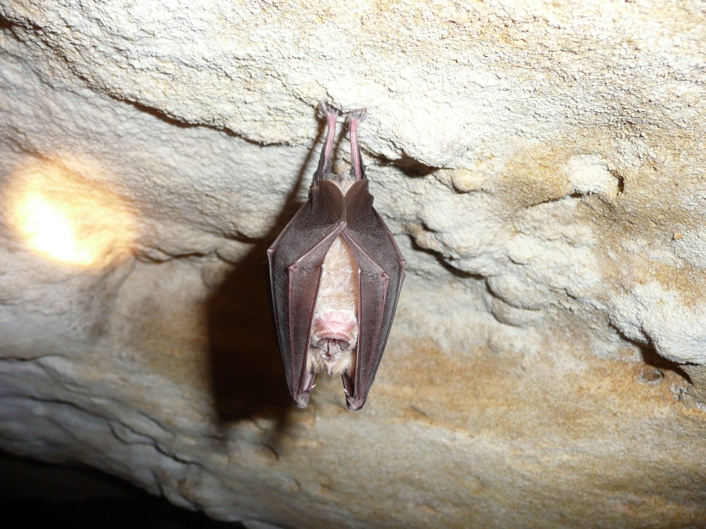 Rhinolophus ferrumequinum, nommé Grand rhinolophe