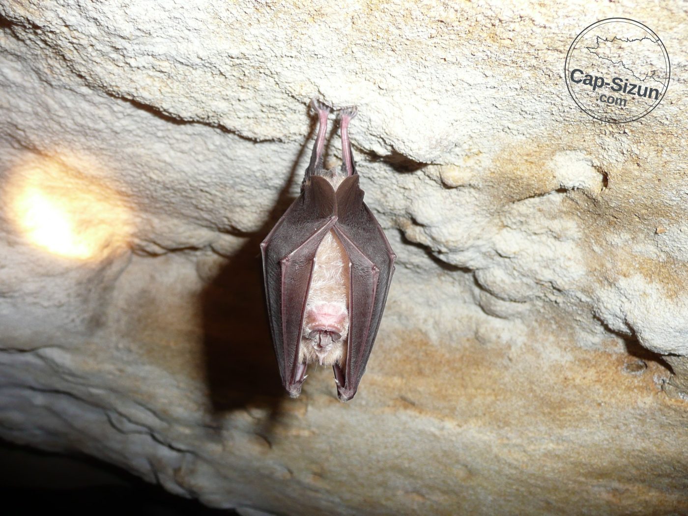 Rhinolophus ferrumequinum, nommé Grand rhinolophe
