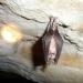 906-rhinolophus-ferrumequinum--nomme-grand-rhinolophe
