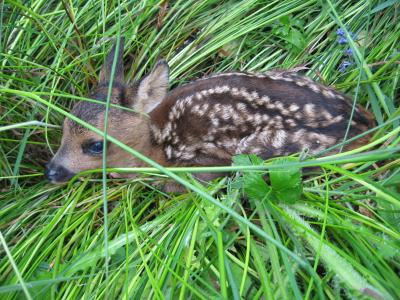 Une naissance dans la nature