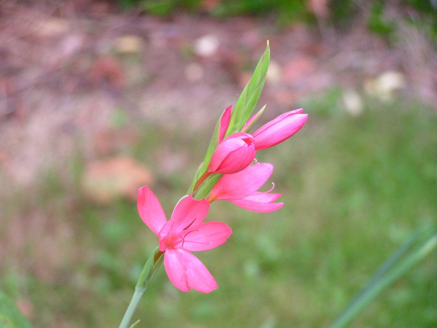 Fleur d' Automne