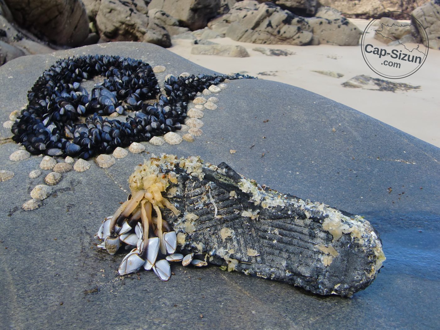 A Castelmeur, un joli décor de berniques et de moules.